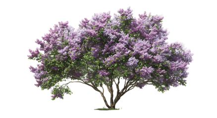 Digitally rendered shrub showcasing profuse, pastel purple blossoms amidst verdant foliage