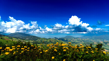 summer landscape with sunflowers
