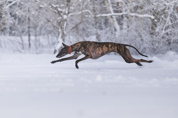 gestromter spanischer Windhund rennt durch Schnee