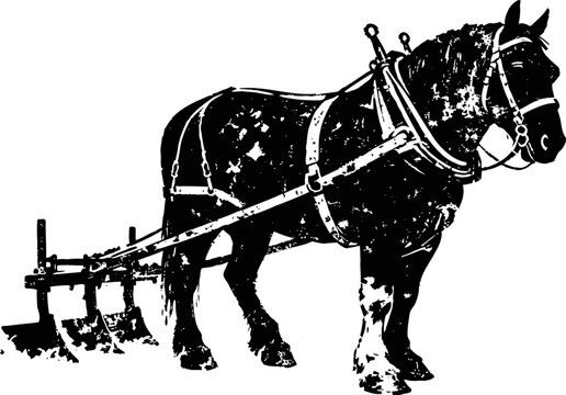 Black draft horse pulling an old fashioned plow for traditional farming