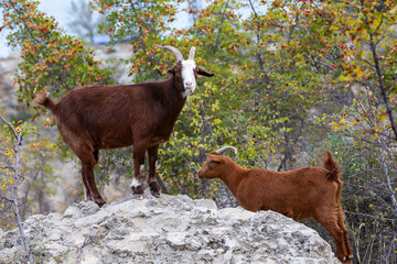 Close up view of herd of goats on the rocky mountain slope