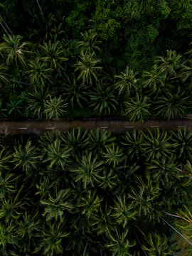 Aerial view of the road cutting through a dense canopy of vibrant green palm trees, creating a striking contrast between nature and infrastructure, Mambajao, Camiguin, Philippines.