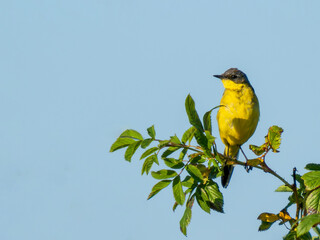 Western Yellow Wagtail or Motacilla flava perched on wild rose branch against clear blue sky. Copy space. Western Yellow Wagtail is small passerine bird in the wagtail family Motacillidae
