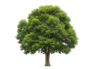 Fototapeta premium Lush green tree with full canopy isolated on white background