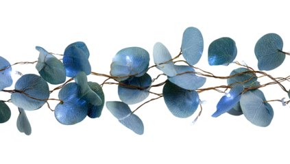 Close-up of blue-green leaves on thin brown stems set against a stark black background