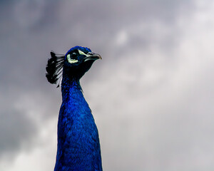 Close-up Portrait of a Male Indian Peafowl (Pavo cristatus) Against a Cloudy Sky