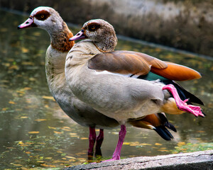 Pair of Egyptian Geese (Alopochen aegyptiaca) Standing by the Water