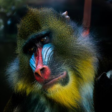 Close-up Portrait of a Mandrill (Mandrillus sphinx) with Vibrant Facial Colors
