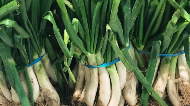 A farmer's market stall is filled with a harvest of Calcots or cal&ccedil;ots, Catalonian onion. High quality 4k footage