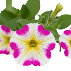 Beautiful petunias with vibrant pink and white petals blooming in garden on transparent background. on transparent background