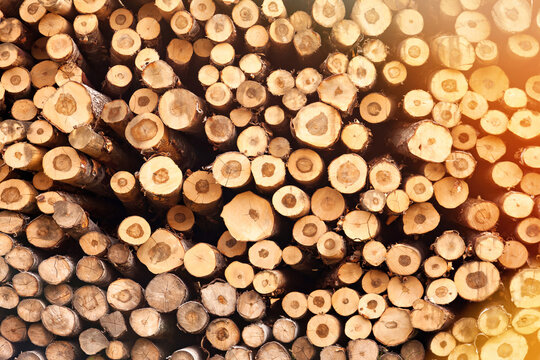 Front view of large trunks pile sawn trees, cut trees along prepared for treatment. Wood logs stacks in industrial plywood factory outdoors. Logging timber wood industry concept. Copy ad text space