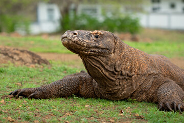 Obraz premium A Komodo dragon moves slowly and deliberately through a grassy area. Komodo or Varanus komodoensis is an animal endemic to Indonesia.