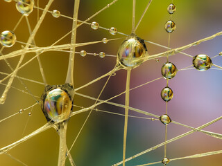 Water drops on an artificial spiderweb. Dynamic colorful background, abstract patterns and shapes. Macro still life photography