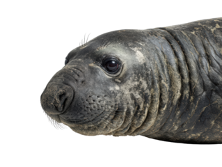 Seal Close-Up Portrait