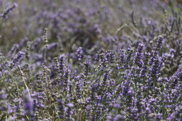 Fototapeta premium lavender field in full bloom, purple flowers, sunny day, natural landscape, close up view of lavender plants