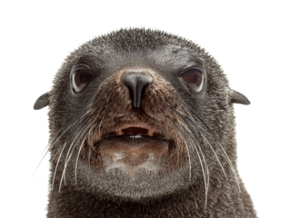 Seal Close-up Portrait