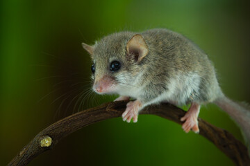 African woodland dormouse (Graphiurus murinus) on a vine, with natural background