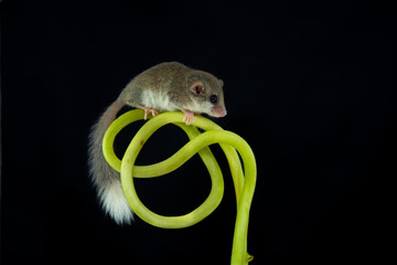 African woodland dormouse (Graphiurus murinus) on a vine, with black background