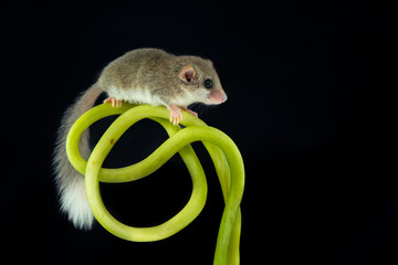 African woodland dormouse (Graphiurus murinus) on a vine, with black background