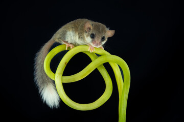 African woodland dormouse (Graphiurus murinus) on a vine, with black background
