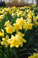 The garden in spring, Sainte-Apolline, Qu&eacute;bec, Canada