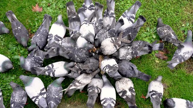 A flock of common rock pigeons (Columba livia) feeding on bread while pushing and crowding on green grass in an urban park