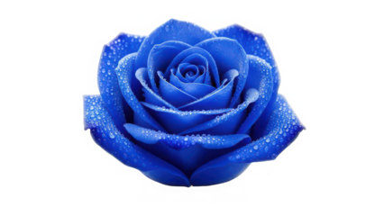 A captivating close-up of a deep blue rose shimmering with fresh morning dewdrops isolated on transparent background