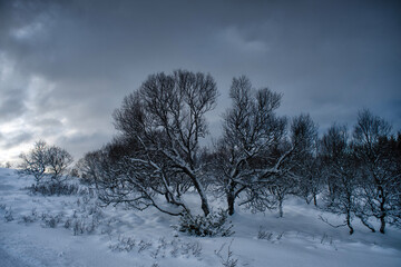 Winter scene from Lofoten islands