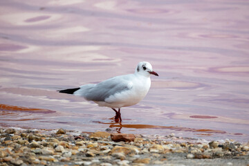 Obraz premium Goéland se tenant dans une eau rose et calme