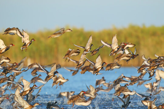 A large flock of red-crested pochard (Netta rufina) is filmed taking off from the surface of blue water against a blurred background.
