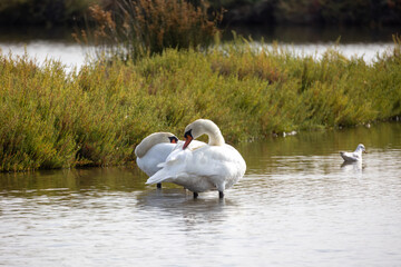 Couple de cygnes blancs dans une zone humide