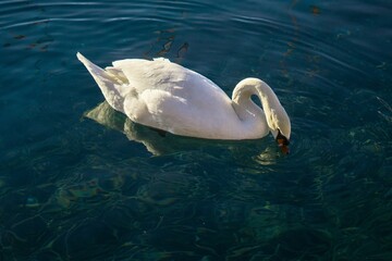 White swan gently dives its head into clear blue water in a daytime medium close-up