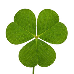 Vibrant four-leaf clover isolated on transparent background