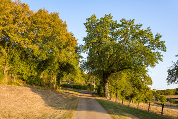 Obraz premium A quiet rural track winds between mature trees and dry grass under clear blue skies, with golden evening light highlighting the textures of the landscape near Cuncy les Varzy in central France. The