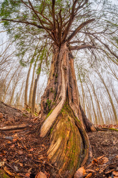 View of a towering tree with exposed roots and textured bark, its branches reaching towards the sky in Kremnicke vrchy, Banska Bystrica Region, Slovakia.