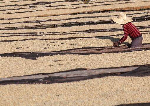 Workers In Front Of White Coffee Beans Drying In The Sun In A Fair Trade Coffee Farm, Jimma, Ethiopia
