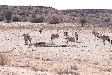 herd of South African Oryx at a desert waterhole