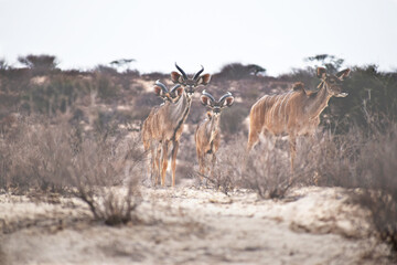 Naklejka premium Kudu in Kalahari 