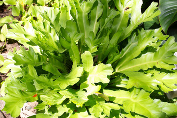 Asplenium nidus is a foliage plant used for garden decoration.