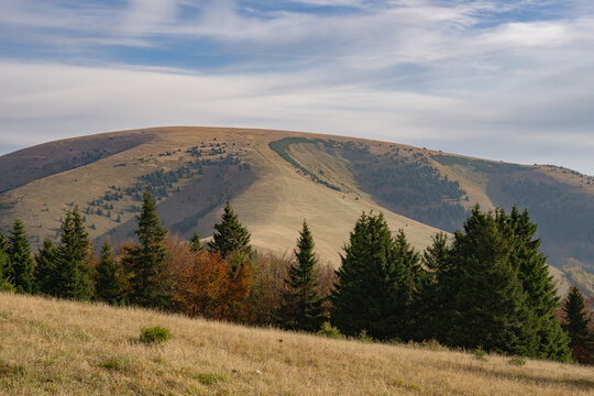 View of a golden autumn mountain slope dotted with evergreen trees ascending to a bald peak under a wispy blue sky, Velka Fatra, Zilina Region, Slovakia.