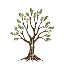 Fototapeta premium Olive trees with branches and leaves for design of packaging, label, logotype or banner. Natural organic stylized olive icon, premium quality sign. Vector illustration