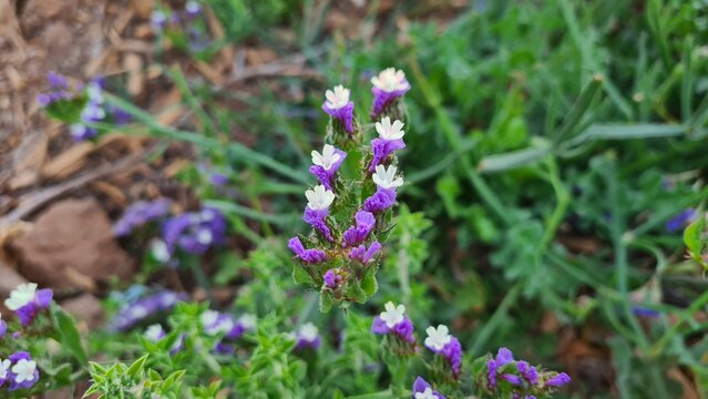 Close-up of purple wildflower blooming in a natural green meadow, soft focus background, spring nature concept. - Powered by Adobe