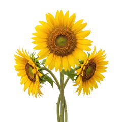 Obraz premium Three sunflowers isolated on transparent background