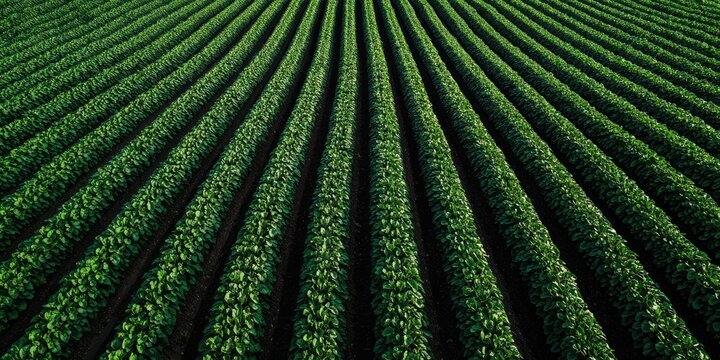 Rows of vibrant green crops stretch toward the horizon, arranged in parallel lines