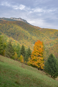 View of autumn's embrace paints the hillsides in fiery hues, a vibrant contrast against the evergreen trees, under a soft sky, Velka Fatra, Zilina Region, Slovakia.