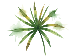 Watercolor painting of green plant with white flowers top and green leaves.