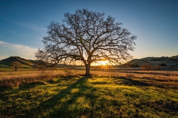 Fototapeta premium Large, majestic tree silhouetted by the sun setting in a tranquil, grassy field landscape