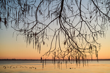 Silhouetted tree branch with hanging elements over water at sunset, low-angle view