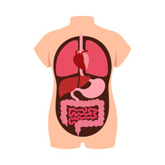 Human internal organs within a torso illustration displaying heart lungs liver stomach and intestines