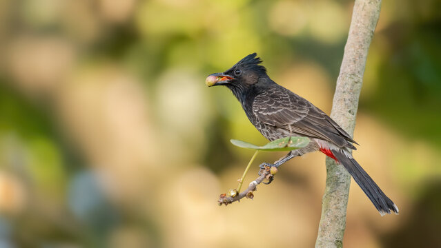 A beautiful close up of a Red-vented Bulbul (Pycnonotus cafer) bird with fruit in beak, in a blurred forest background. West Bengal, India